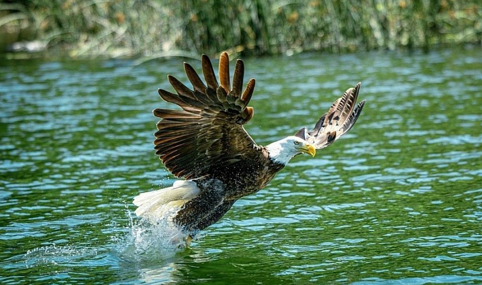 Bird Watching