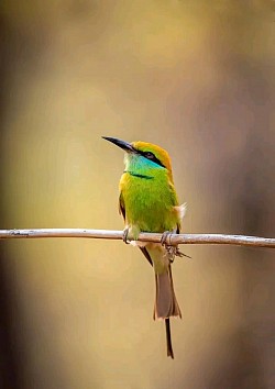 Bird Watching