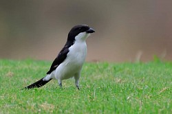 Bird Watching