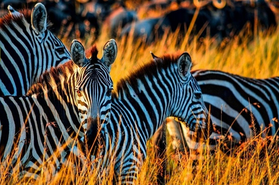 Tanzania Safari