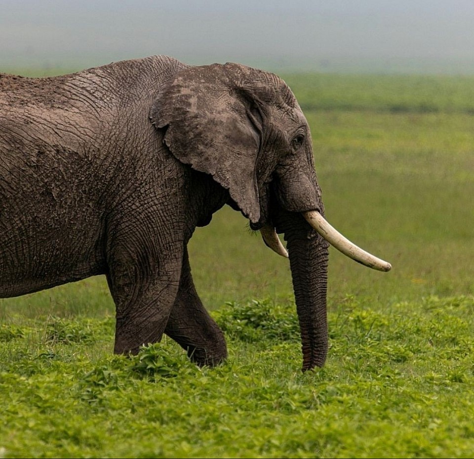 Tanzania Safari