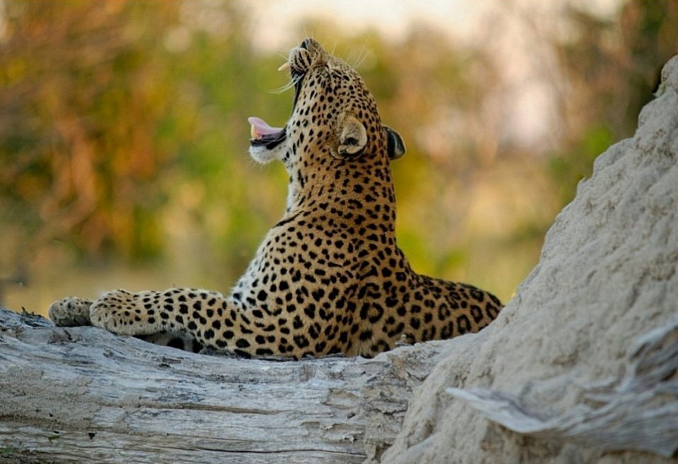 Tanzania Safari