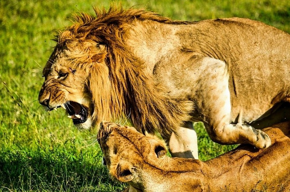 Tanzania Safari
