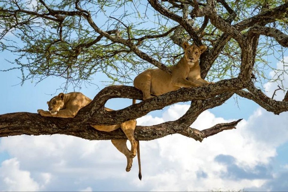 Lake Manyara National Park