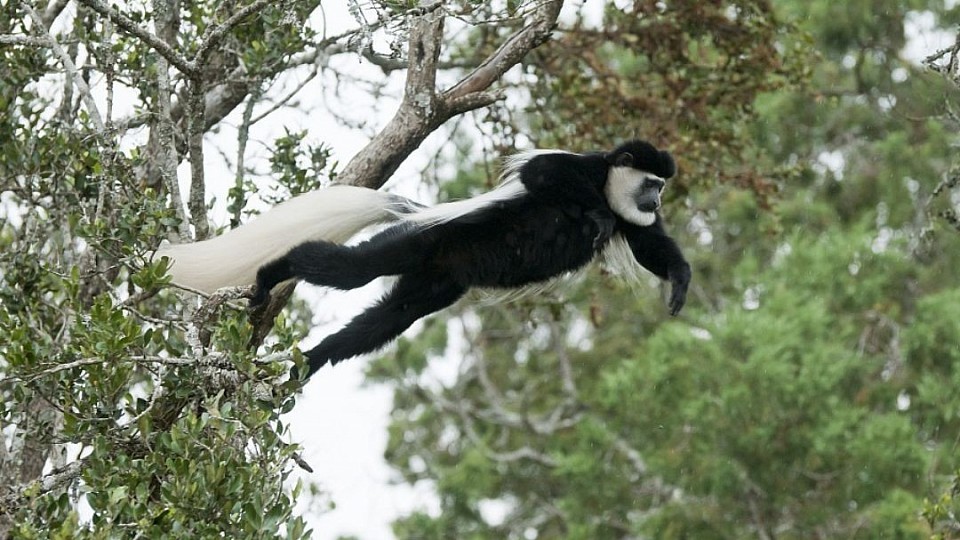 Arusha National Parks